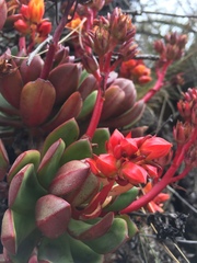 Echeveria quitensis