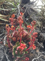 Echeveria quitensis