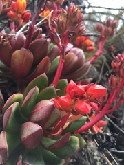 Echeveria quitensis