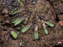 Riccia trabutiana image