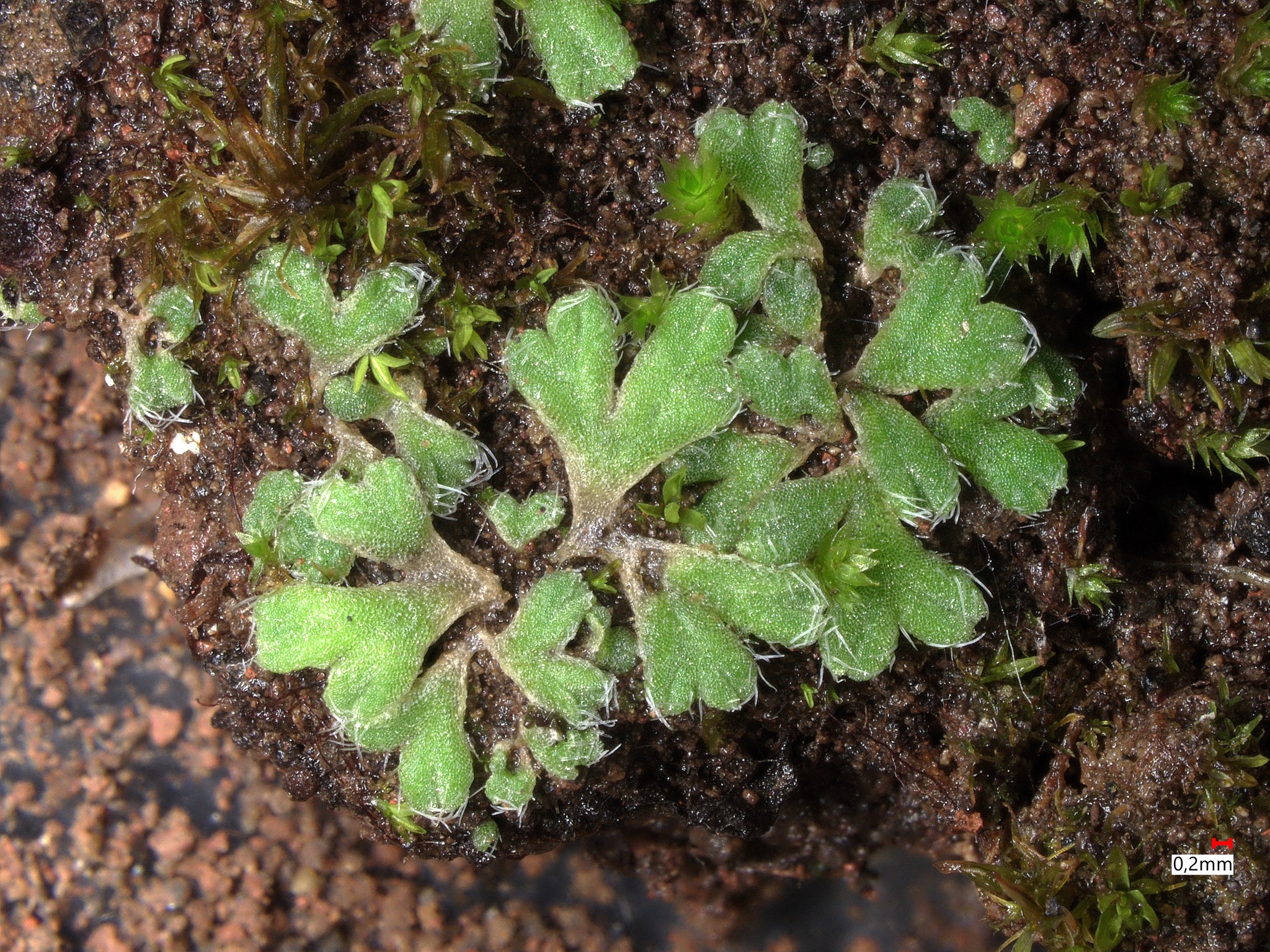 Riccia crozalsii