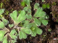 Riccia crozalsii image