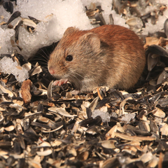 Microtus pennsylvanicus image