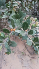 Maytenus procumbens