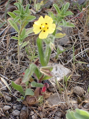 Tuberaria guttata image