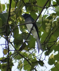 Dicrurus caerulescens