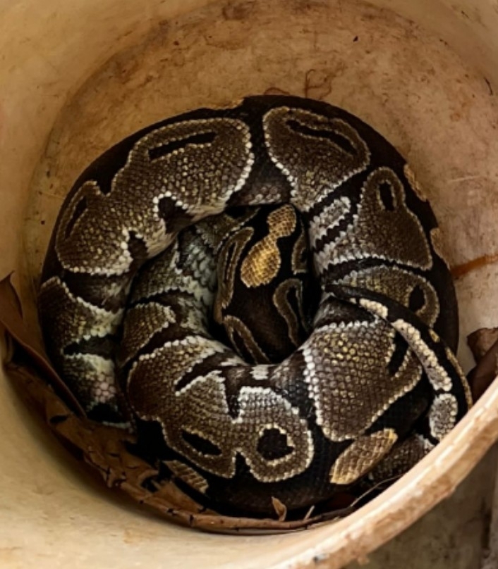 Ball Python from Tacugama Chimpanzee Sanctuary on March 25, 2023 at 12: ...