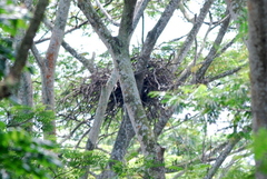 Haliaeetus ichthyaetus