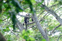 Haliaeetus ichthyaetus