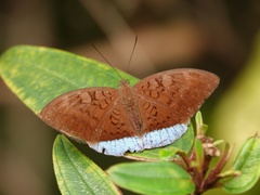 Tanaecia julii