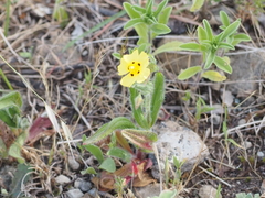 Tuberaria guttata image