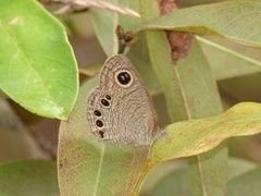 Ypthima lisandra