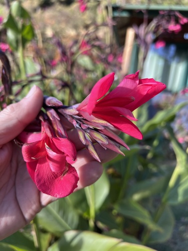 Canna iridiflora, photograph 1
