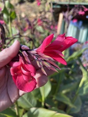 Canna iridiflora, photograph (c) Mark Richman, some rights reserved (CC BY)