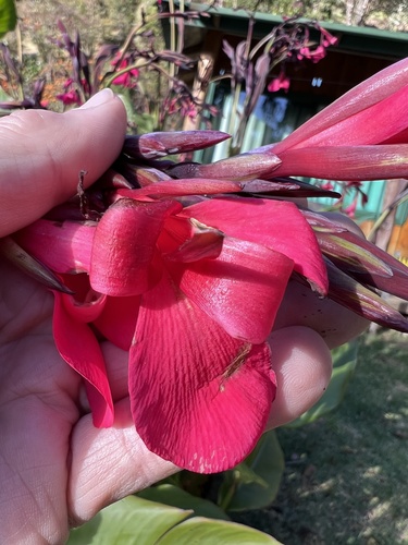Canna iridiflora, photograph 2
