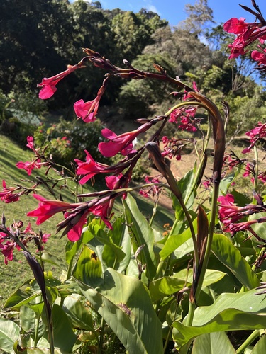 Peruvian Canna (Canna iridiflora)