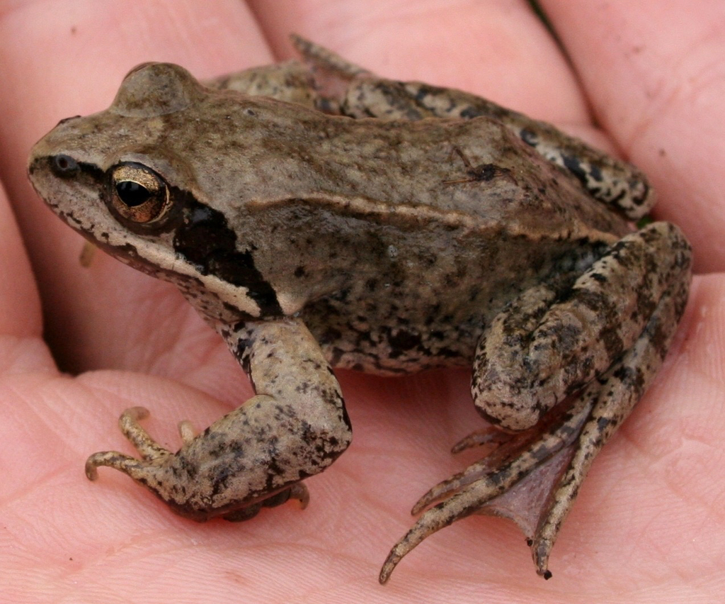 Plateau Brown Frog