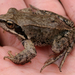 Plateau Brown Frog - Photo (c) seasav, some rights reserved (CC BY-NC-ND), uploaded by seasav