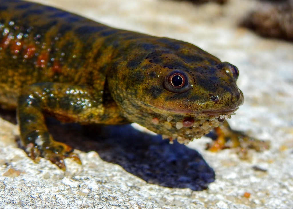 Newts