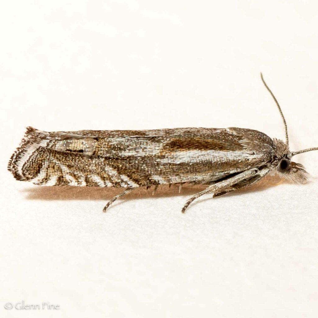 Eucosma fertoriana