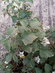 Solanum villosum image