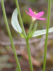 Centaurium tenuiflorum image