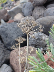 Crithmum maritimum image