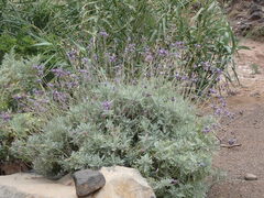 Lavandula buchii image