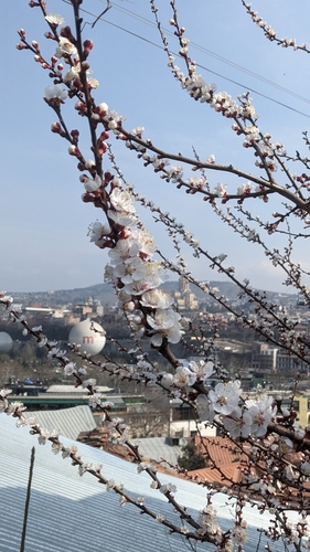 marhuľa obyčajná (Prunus armeniaca)