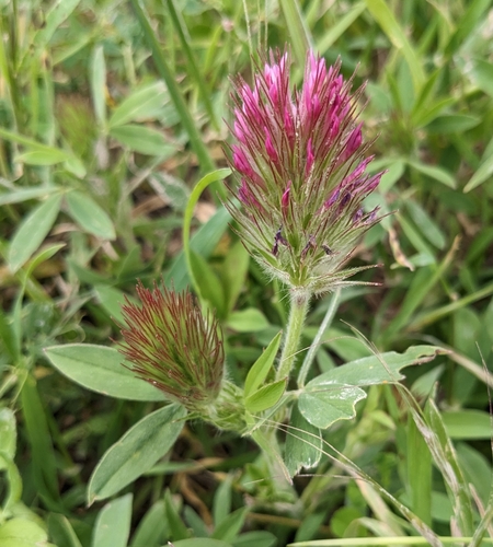 Image of Trifolium dasyurum by (c) Denis Otkydach, some rights reserved (CC BY)