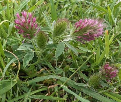 Image of Trifolium dasyurum by (c) Denis Otkydach, some rights reserved (CC BY)