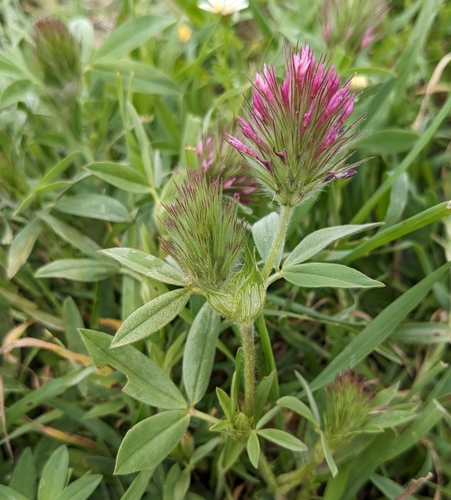 Image of Trifolium dasyurum by (c) Denis Otkydach, some rights reserved (CC BY)