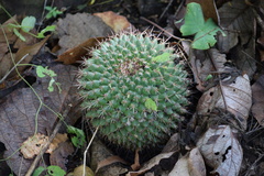 Mammillaria scrippsiana