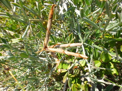 Indigofera sp-aff-platypoda