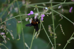 Bombus brachycephalus