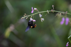 Bombus brachycephalus
