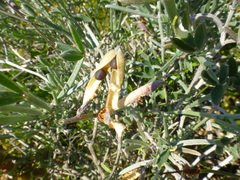 Indigofera sp-aff-platypoda