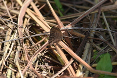 Pindis squamistriga