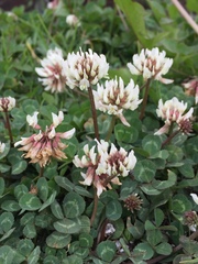 Trifolium repens