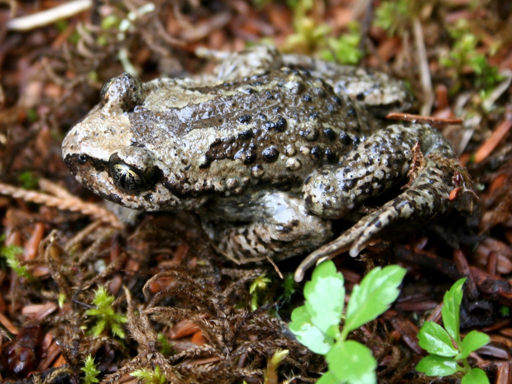 Scutiger boulengeri
