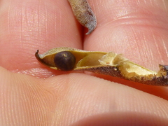 Indigofera sp-aff-platypoda