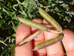Indigofera sp-aff-platypoda