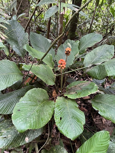 Goeppertia gymnocarpa (Goeppertia gymnocarpa)