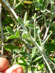 Indigofera sp-aff-platypoda