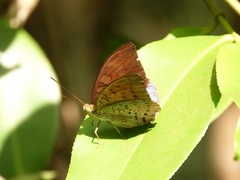 Tanaecia julii