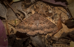 Eudesmeola lawsoni