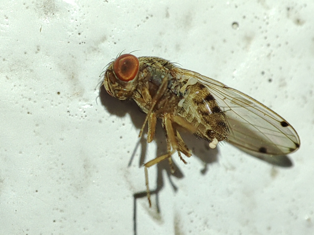 Gitona distigma