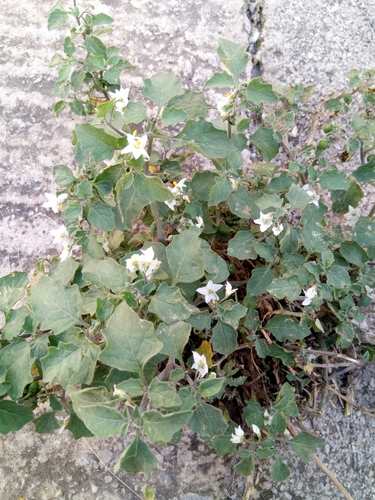 Solanum villosum image