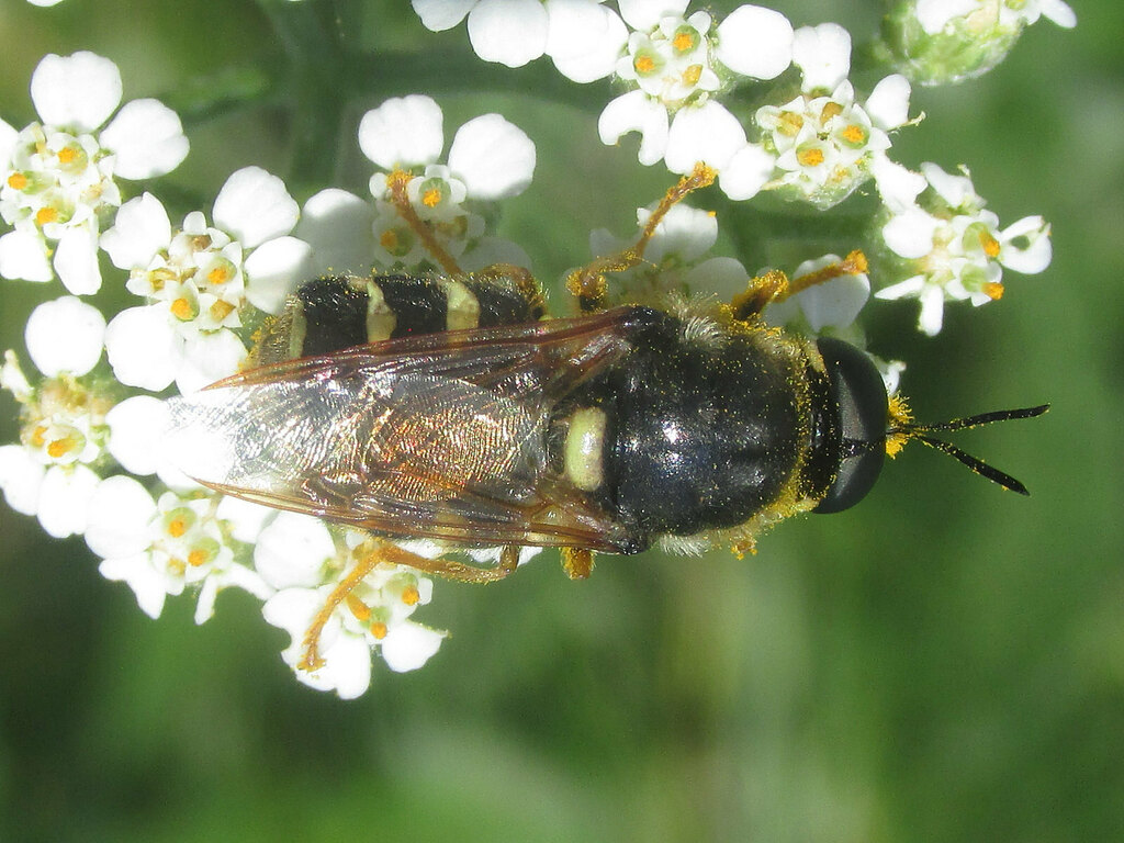 Stratiomys laticeps