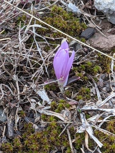 Colchicum trigynum